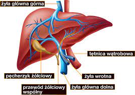 wątroba ludzka